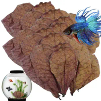 Betta Shrimp Leaves Catappa Leaves For Hermit Crabs Stealthy Environment For Shrimp Crabs Turtles And Betta Fishes To Balance PH