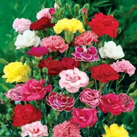 100 butir biji/benih bunga carnation anyelir dianthus mix