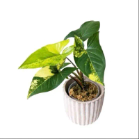 Tanaman Hias Syngonium aurea yellow Cantik Hidup - Model Terbaru Hiasan