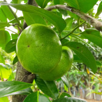 Benih Buah Jelly Black Sapote
