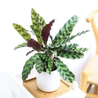 Tanaman Hias Calathea Lancifolia Bulu Ayam - Calathea Bulu Ayam