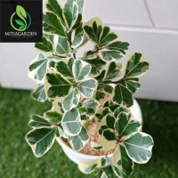 TERMURAH Tanaman Hias Ficus Butterfly Beringin Kupu Kupu Variegata Tanaman hias hidup