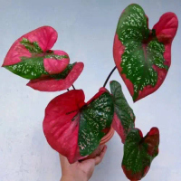 tanaman hias caladium baret merah