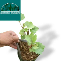 Market_Plants Tanaman Anggur Red Master Pohon Anggur Cepat Berbuah Hiasan Rumah Asri dan Nyaman untu