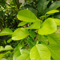 Daun Jeruk Bali Segar Alami 200 gr | Herbal Tradisional Banyak Manfaat untuk Kesehatan & Aroma Alam