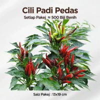 Cili Padi Seeds 500 Biji – Pedas & Wangi, Cepat Tumbuh, Hasil Lebat, Mudah Dijaga, Sesuai Iklim Trop