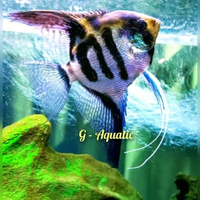 ikan manfish clown size L