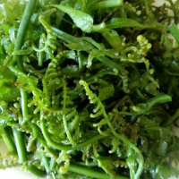 Sayur Pakis Segar - Sayuran Segar untuk Kesehatan Anda