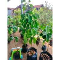 BIBIT TANAMAN POHON BUAH DUKU PALEMBANG (NON BIJI)