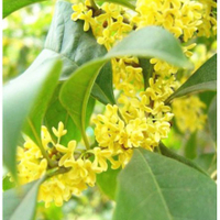 桂花種子 四季桂花 芳香花卉 四季播種 易活 丹桂#金桂#沉香桂#狀元桂花 發芽率達99%