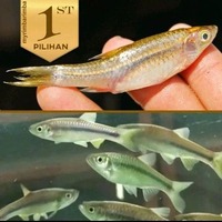 Paket Koloni ( Isi10) Wader Rasbora Ikan Hias Aquascape Hiasan Aquarium Tanaman Air Tawar