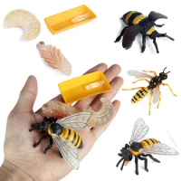 Simulation Wild Animal Wasp Bee Growth Cycle Model Action Figure Figurine Baby Cognition Educational Children Toy Christmas Gift