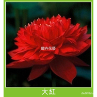 『雪原種子』36款蓮花種子 全色碗蓮種子 三元一粒 碗蓮種子 荷花種子 水生植物 植株 荷花種子
