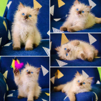 Boneka himalayan ragdoll lucuu