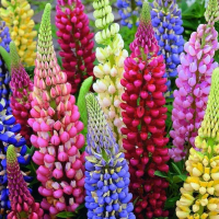 HẠT GIỐNG HOA ĐẬU LUPIN mix
