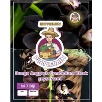 Bibit Premium Bunga Anggrek Cymbidium Black Geyserland | Biji Benih Bunga Anggrek Cymbidium BlacK| B