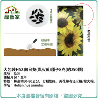 【綠藝家】大包裝H52.向日葵(風火輪)種子8克(約250顆)