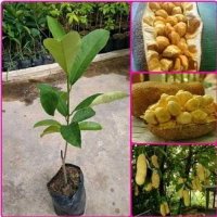 Bibit Tanaman Buah Cempedak Okulasi Cepat Berbuah