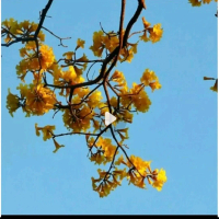 Biji Benih Pohon Tabebuya Kuning Isi 10 Butir Tanaman Bunga Handroanthus Chrysotrichus Seperti Sakur
