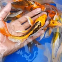 Ikan Koi Kumpay Slayer - ikan hias koi slayer berkualitas