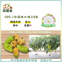 【綠藝家】G95-1檸檬辣椒種子8顆