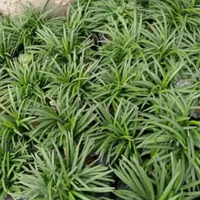 Tanaman kucai mini rumput kucai mini