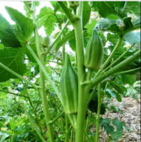 เมล็ดพันธุ์ กระเจี๊ยบเขียวคิมสัน 100 เมล็ด Clemson Spineless Okra Seed เมล็ดพันธุ์แท้100% นำเข้าจากต