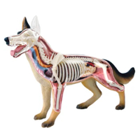 Animal Organ Anatomy Model 4D Dog Intelligence Assembling Toy Teaching Anatomy Model DIY Appliances