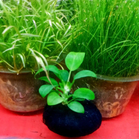 anubias petite perizhome mini