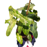 Philodendron Paraiso Verde / tanaman indoor / tanaman merambat