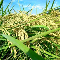 Benih bibit padi INPAGO super 13 beras putih pulen 1 kg