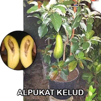 Bibit Alpukat Kelud Artificial - Stok Tersedia