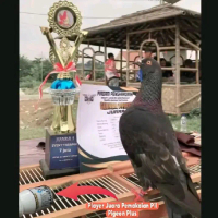 PIGEON PLUS ISI 100 PIL jamu merpati kolong dan balap extra power speed super giring keket keras
