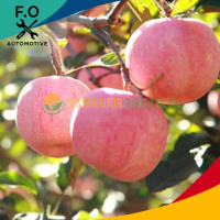 Bibit apel fuji murah Bibit Unggulan
