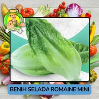 Jenis Benih Sayuran Selada Benih Sayuran Import Selada Romaine Mini