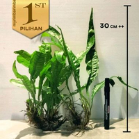 Kadaka Jumbo 30 cm++ Tanaman Air Java Fern Hiasan Aquarium Aquascape -