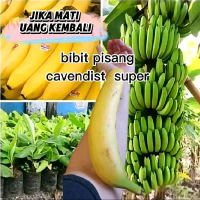 BENIH PISANG GIANT CAVENDISH JAMINAN HIDUP