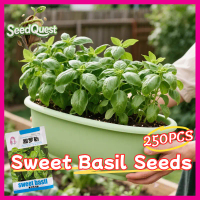100% Legit 250pcs Fresh Organic Sweet Basil Seeds for Planting Real Basil Plants Herbs Seeds High Yi