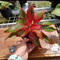 BISA COD Tanaman hias aglonema lipstik dewasa- Bunga aglonema lipstik siam Aurora.
