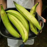 (1 Kg) pisang tanduk isi 3-4 biji