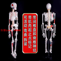【最低價】【公司貨】人體骨骼模型骨架 帶肌肉可拆卸脊椎脊柱1:1醫學小白全身仿真美術