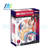 4D MASTER Human assembled model Male genitalia medicine Human male Repro Reproductive Urinary Anatomy Model