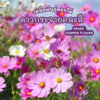 เมล็ดดอกดาวกระจาย คละสี คอสมอส Cosmos Flower Mixed เมล็ดแท้ งอกง่าย ดอกดก บรรจุ 250 เมล็ด