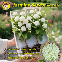 45เมล็ด/แพ็ค ต้นมะลิ เมล็ดพันธุ์ White Jasmine Seeds Flower Seeds Garden Decor Fragrant Flowering Pl