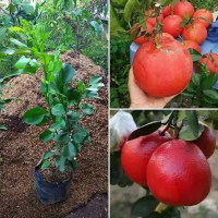 Bibit tanaman Jeruk Red Pamelo