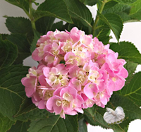 5吋盆 [粉紅色繡球花盆栽 紫陽花盆栽] 種越多年就越大欉～每次也會開越多花 ~半日照就好。不要全日照