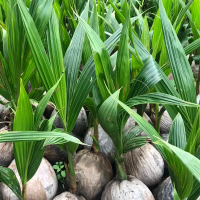 Benih Kelapa Pandan Wangi , berbuah lebat, pohon rendah (dwaft) Tanaman Pokok Garden Home
