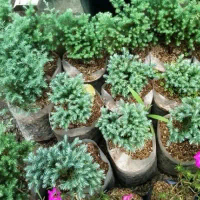 tanaman pohon cemara perak