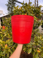 Chậu nhựa dẻo dày C12 Màu đỏ ( 32 x 26 cm) - Trồng vạn thọ, rau màu Tết