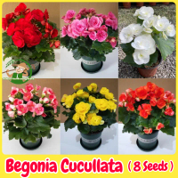 100% Legit Rare Begonia Seeds for Sale Flower Seeds for Planting & Gardening (8 Seeds) Assorted Bego